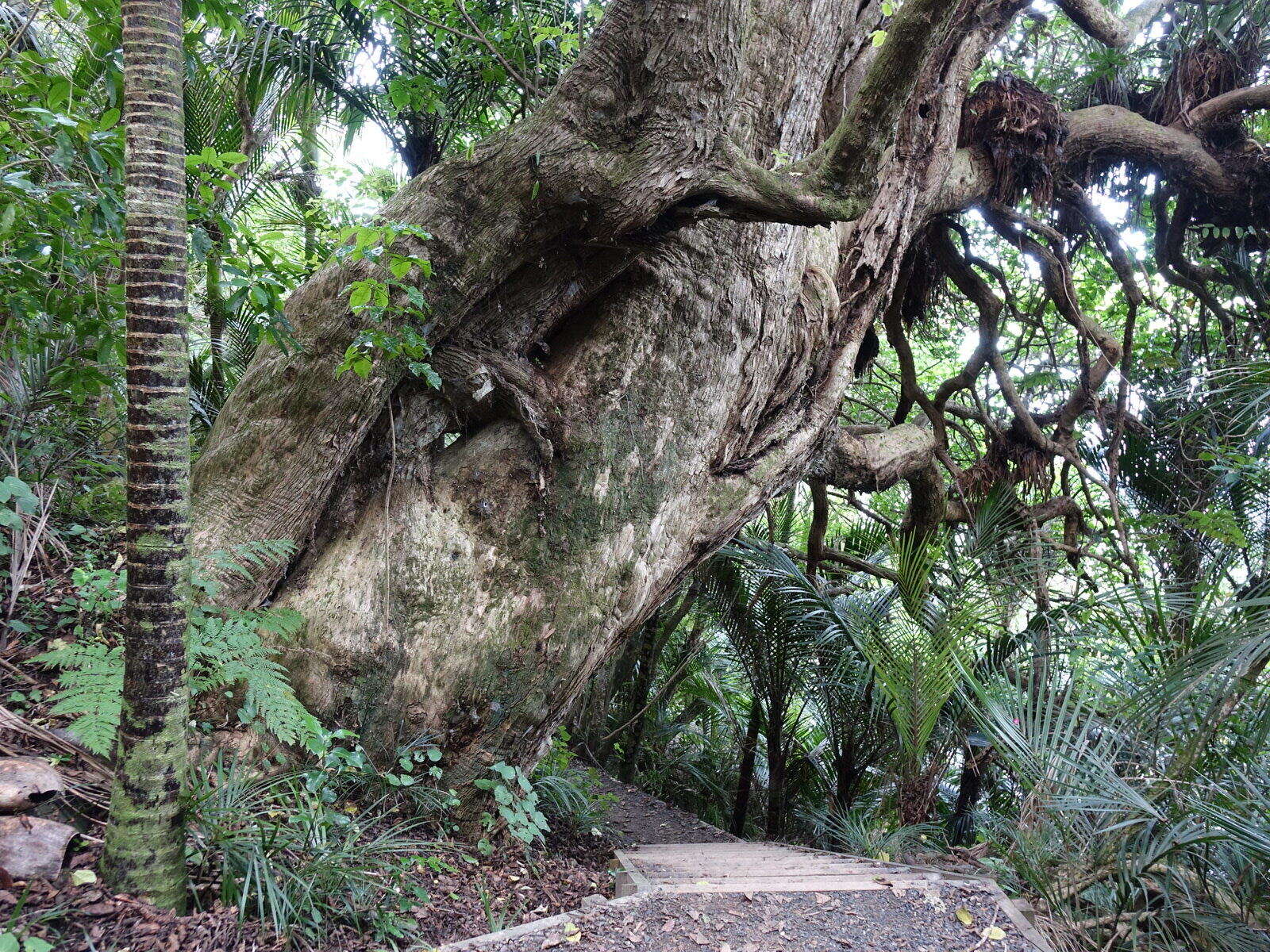 Image of Vitex lucens Kirk