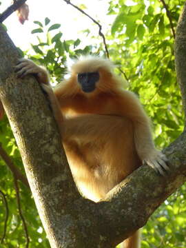 Image of Gee's Golden Langur