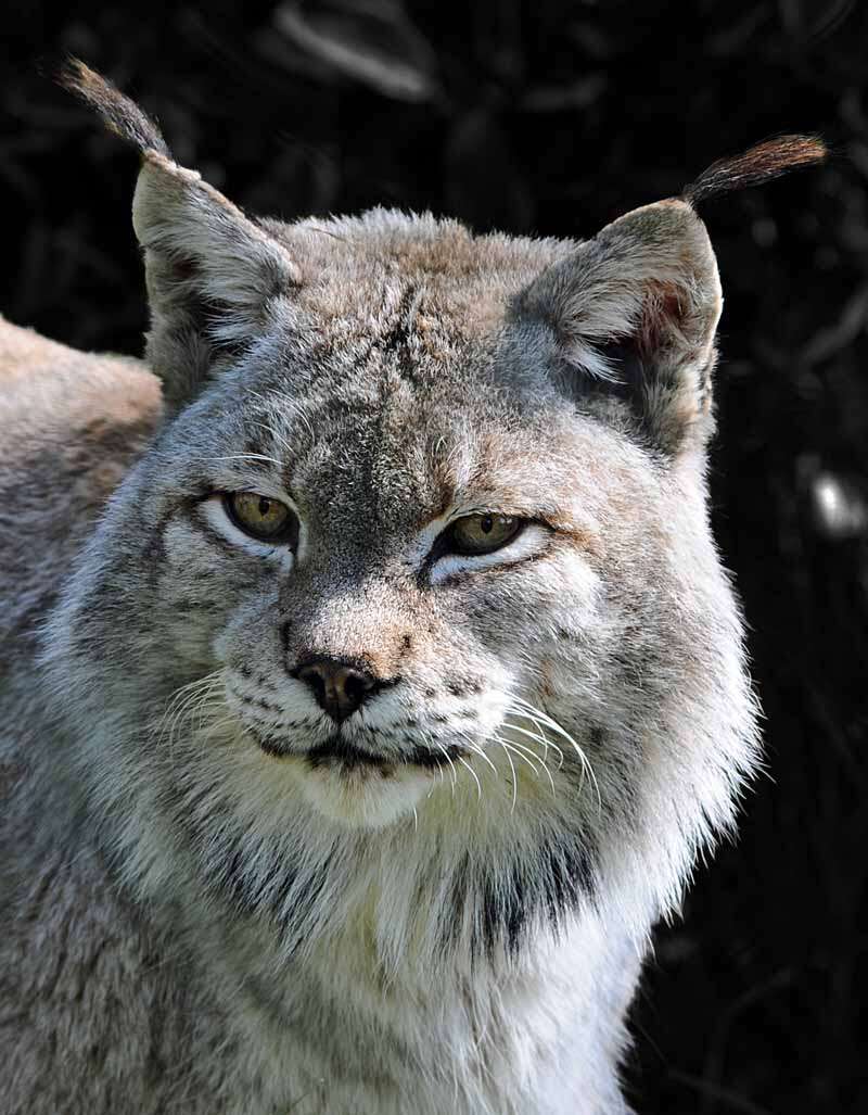 Imagem de Lynx lynx wrangeli