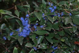 Слика од Memecylon umbellatum Burm. fil.