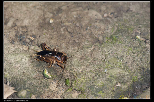 Image of Tarbinskiellus