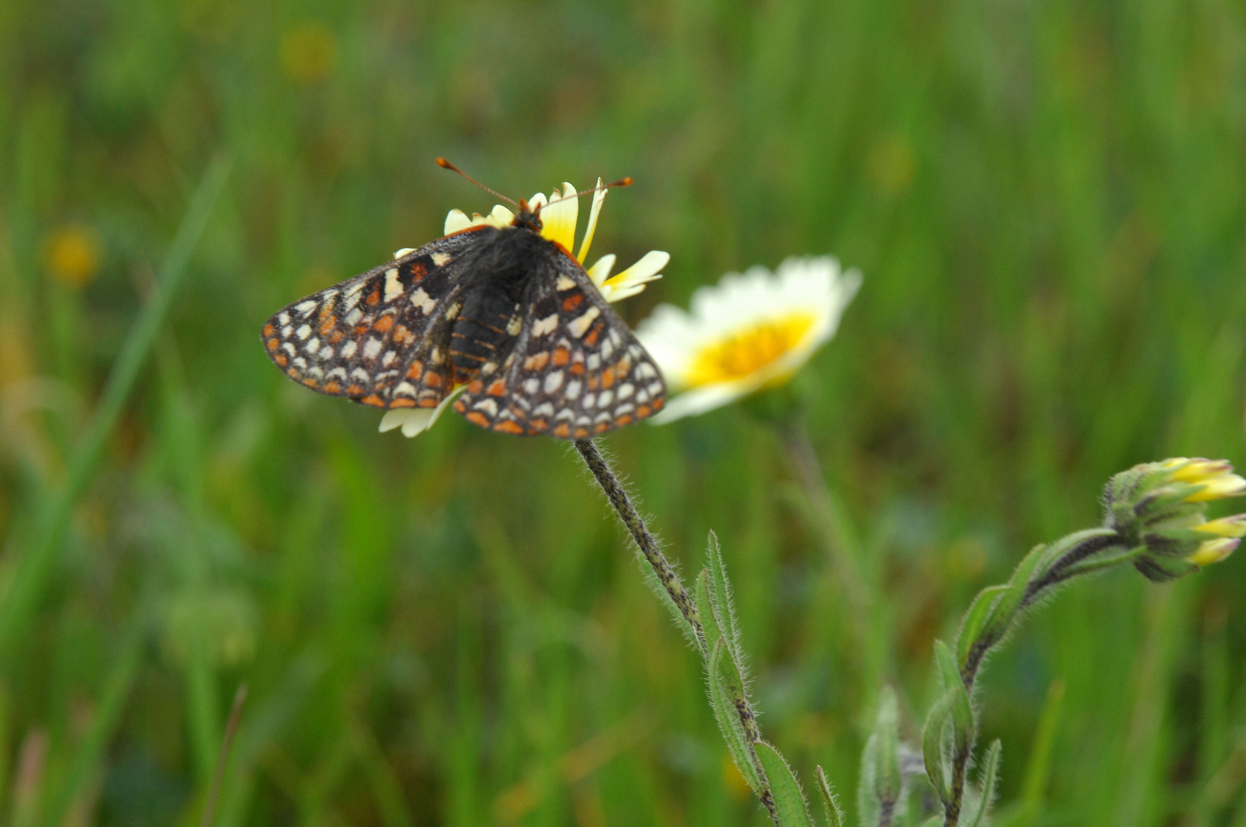 Image of Euphydryas editha bayensis