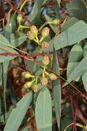 Image of Eucalyptus ammophila M. I. H. Brooker & A. V. Slee