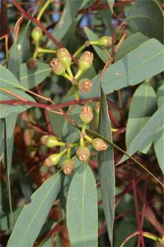 Image de Eucalyptus ammophila M. I. H. Brooker & A. V. Slee