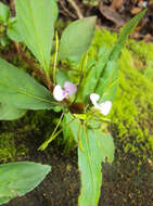 Image of Impatiens minor (DC.) S. S. R. Bennet