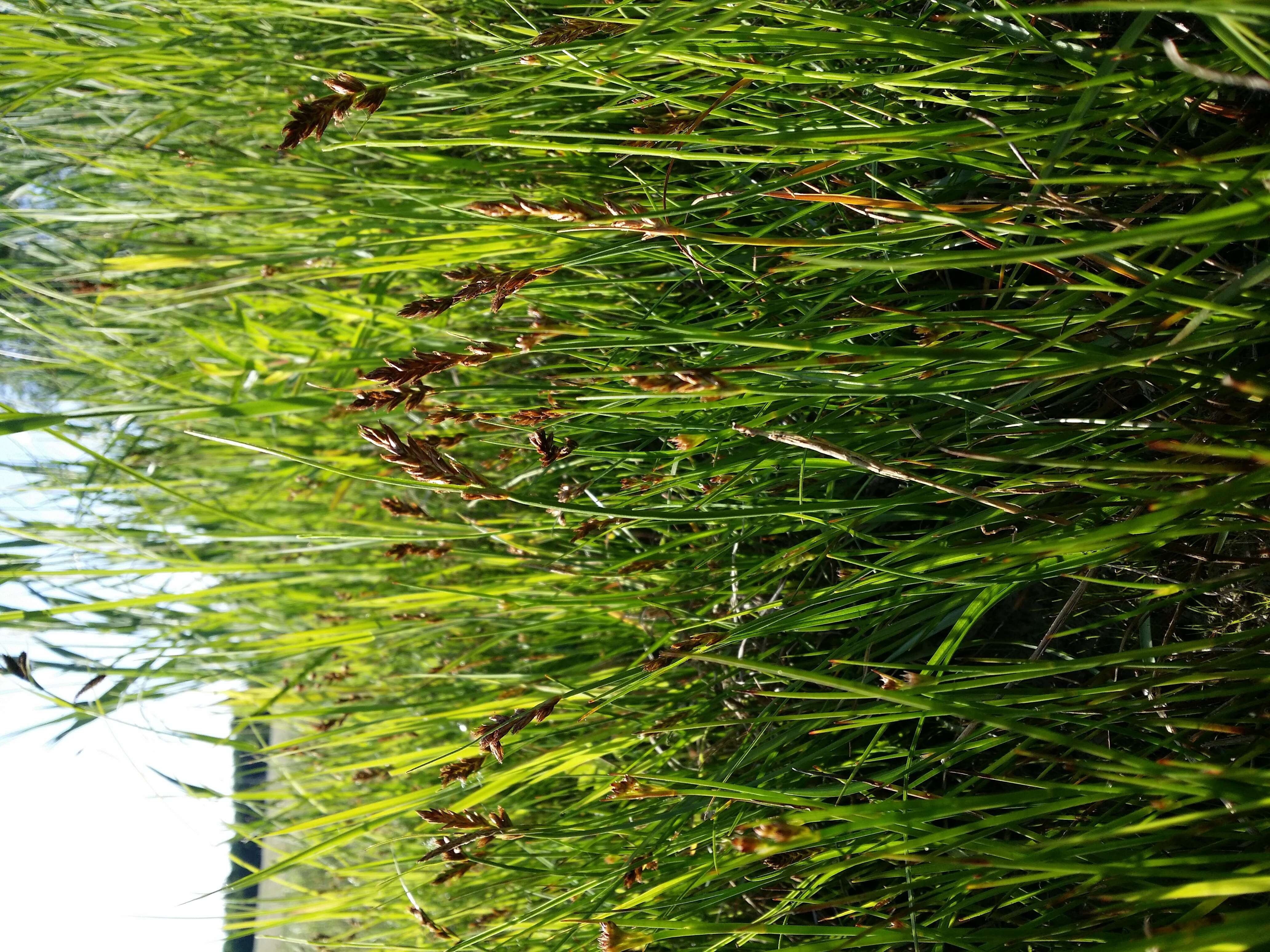 Image of Flat-sedge