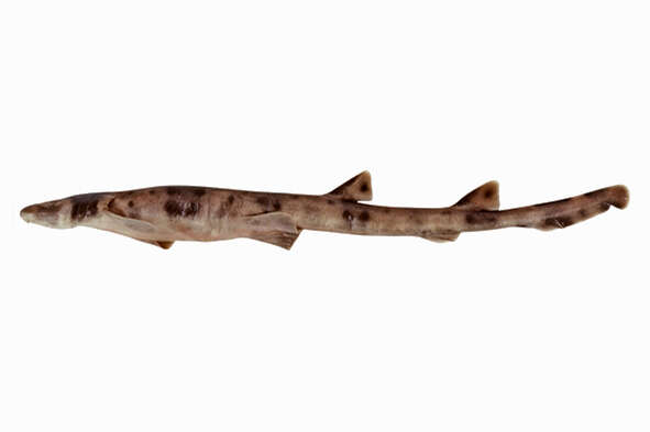 Image of Collared Carpetshark