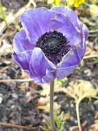 Imagem de Anemone coronaria L.