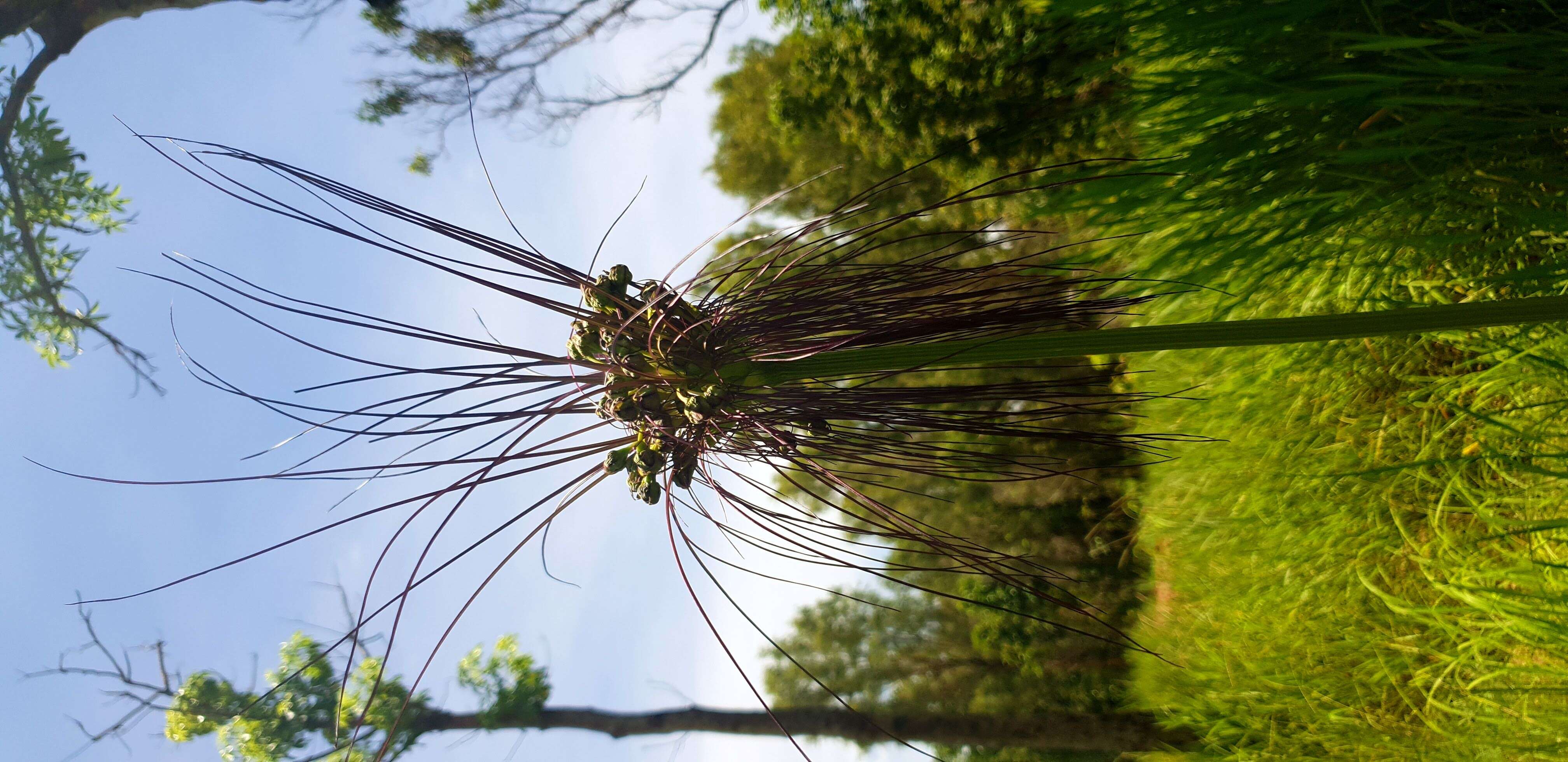 Image of Tacca maculata Seem.
