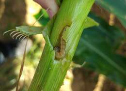 Image of Fall Armyworm Moth