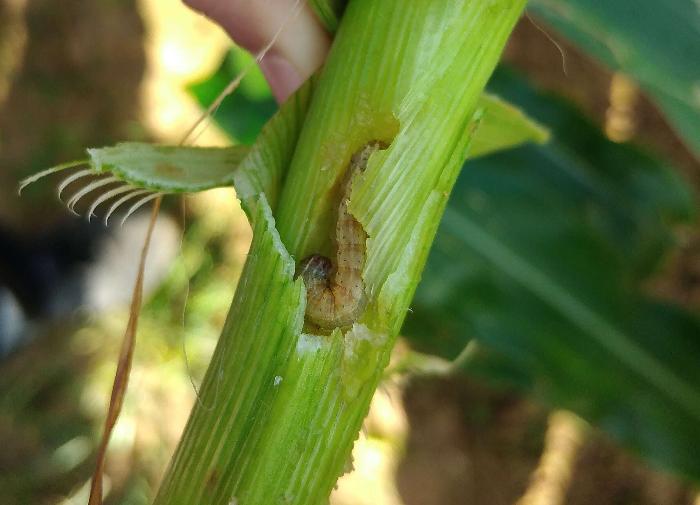 Image of Fall Armyworm Moth