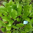 Image of Bergenia pacumbis (Buch.-Ham. ex D. Don) C. Y. Wu & J. T. Pan