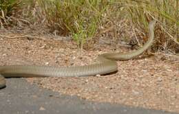 Imagem de Psammophis mossambicus Peters 1882