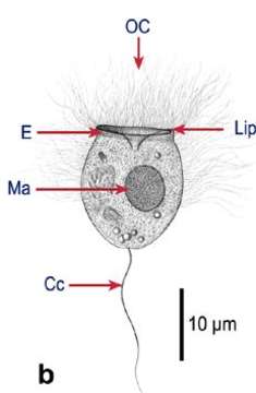 Image of Balanionidae