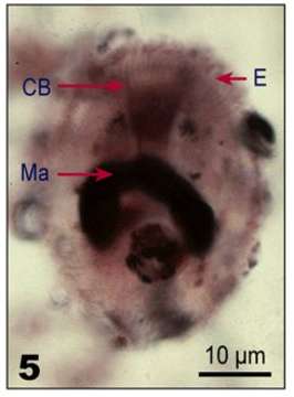 Image of Urotrichidae