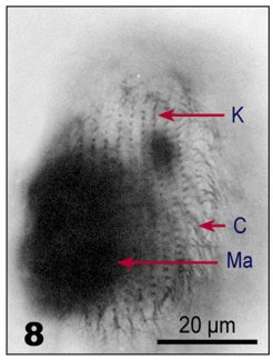 Image of Urotrichidae