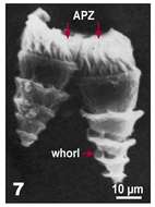 Image of Strombidium strobilum Lohmann 1908