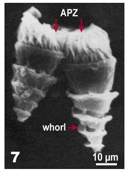 Image of Strombidium strobilum Lohmann 1908