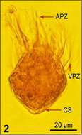 Слика од Strombidium acutum Leegaard 1915