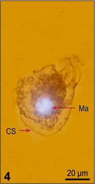 Sivun Strombidium acutum Leegaard 1915 kuva