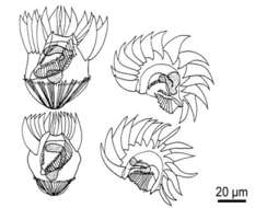 Image of Strombidium capitatum