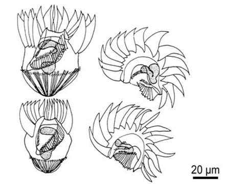 Image of Strombidium capitatum