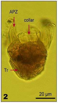 Imagem de Strombidium capitatum