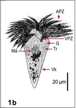 Слика од Oligotrichida