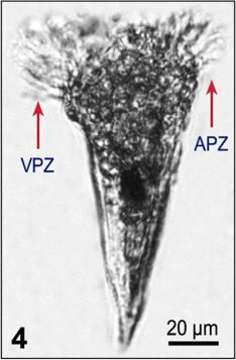 Image of Oligotrichida