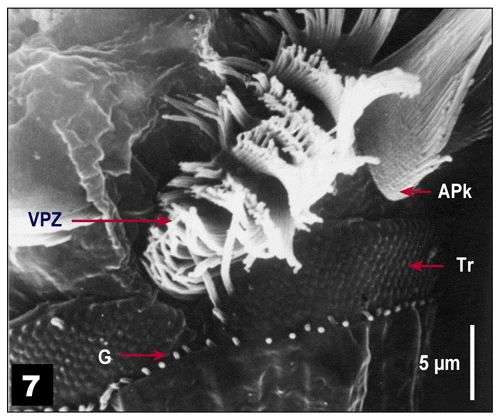 Image of Oligotrichida