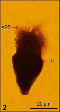 Imagem de Strombidium emergens (Leegaard 1915) Busch 1921