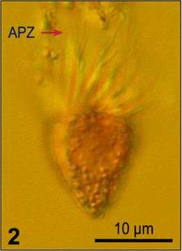 Image of Strombidium epidemum Lynn, Montagnes & Small 1988