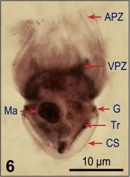 Imagem de Strombidium epidemum Lynn, Montagnes & Small 1988