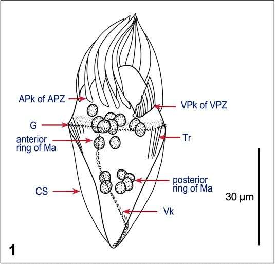 Imagem de Strombidium wulffi Kahl 1932