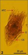 Imagem de Strombidium wulffi Kahl 1932