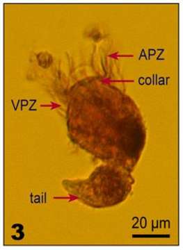 Image of Tontoniidae