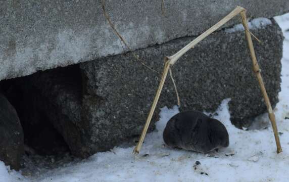 Image of American short-tailed shrew