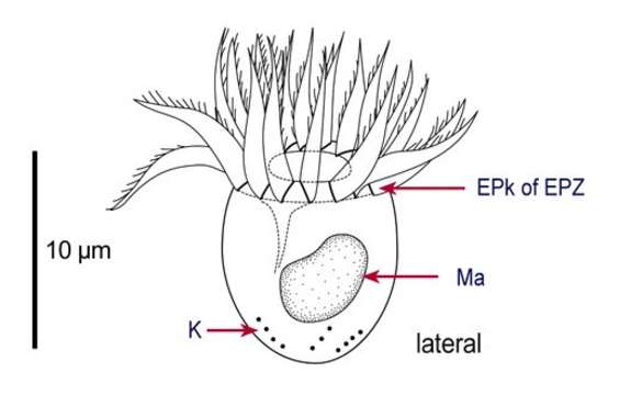 Imagem de Lohmanniella oviformis Leegaard 1915