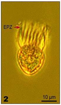 Imagem de Lohmanniella oviformis Leegaard 1915