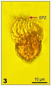 Imagem de Lohmanniella oviformis Leegaard 1915