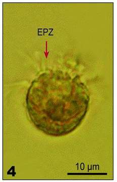 Imagem de Lohmanniella oviformis Leegaard 1915