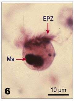 Imagem de Lohmanniella oviformis Leegaard 1915