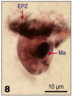 Imagem de Lohmanniella oviformis Leegaard 1915