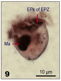 Imagem de Lohmanniella oviformis Leegaard 1915