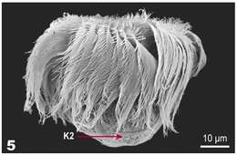 Слика од Pelagostrobilidium Petz, Song & Wilbert 1995