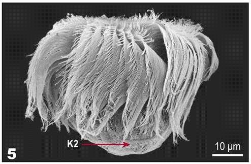 Image of Pelagostrobilidium Petz, Song & Wilbert 1995