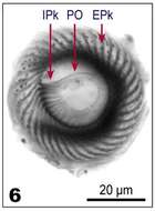 Imagem de Pelagostrobilidium Petz, Song & Wilbert 1995