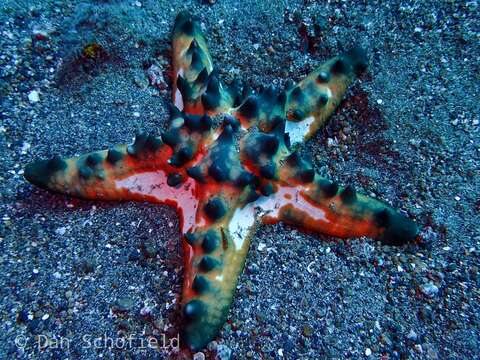 Image of chocolate chip sea star