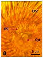 Image of Pelagostrobilidium Petz, Song & Wilbert 1995