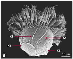 Image of Pelagostrobilidium Petz, Song & Wilbert 1995